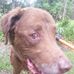 Scruff McGruff - Facebook