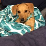 Scruff McGruff - @scruffy_duff - Instagram