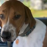 Scruff McGruff - @scruff_mcgruff18 - Instagram