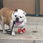 Scruff McGruff - @scruffmcgruffnyc - Instagram