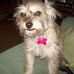 Scruff Mcgruff - Facebook