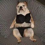 Scruff Mcgruff - @whattypeofdogisthis - Instagram