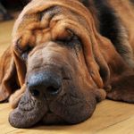 Scruff Mcgruff Chicago Illinois - @scruffmcgruffchicago - Instagram