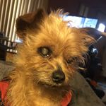 Scruff McGruff Crawford - @scruff_mcgruff_crimefighter - Instagram