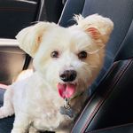 Scruffie (aka Scruff McGruff) - @adventuturesofscruff - Instagram