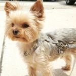 scruffMcGruff - @thatdog_is_my_scruff_mcgruff - Instagram