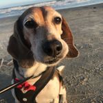 Scruffy Hughes - @scruff_gruff_mcgruff - Instagram