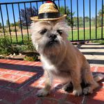 Sir Scruff Mcgruff - @sir_scruff_mcgruff - Instagram