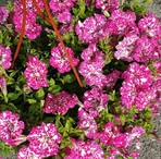 Sead Basic - Facebook