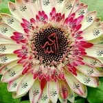 seada mohammed - @cghjgyfdsvvfhfcn - Instagram