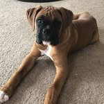 Seamus 🐶 Bailey 🐶 Kelly🐶 - @baileytheboxerfamily - Instagram