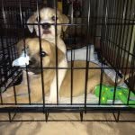 Seamus And Bailey - @seamus_and_bailey_ - Instagram