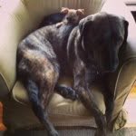 Seamus_Bailey - @seamus_and_bailey - Instagram