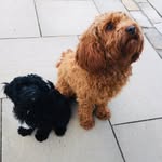 #seamusBailey_cute - @seamus_and_bailey_cute - Instagram