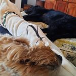 Kimberly Evans Drake - @seamusandbonniedoddledoggies - Instagram