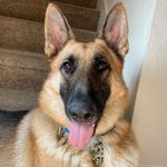 Sven Seamus Hunt🐾 - @vegas_seamas_ - Instagram