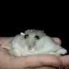 seanna_dee - @sea_da_boii - TikTok