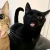 Sean - @seanbanger - TikTok