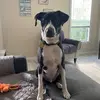 Seanyboy - @seanbarnhill0908 - TikTok