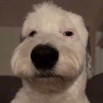 Sean - @seanbeard_ - Instagram