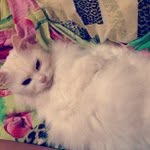 Sean Bechard - @darthetenge - Instagram