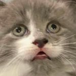 Sean Bernier - @rajahten11 - Instagram