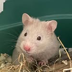 Sean Biggs - @seanthesyrianhamster - Instagram