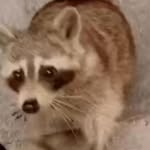 Sean Bird - @birbsindex - Instagram