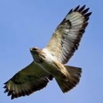 sean bird - @kyalo8732 - Instagram