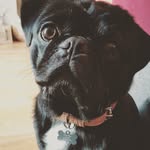 Sean Bobo The Pug - @sean_bobos_puglife - Instagram