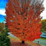 Sean Boston - @shawn.morgan.581 - Instagram