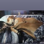 Sean Boyles - @norman2therescue - Instagram