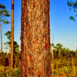Sean Boyles - @aroundfloridaandbeyond - Instagram