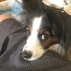 seanbridge267 - @seanbridge267 - TikTok