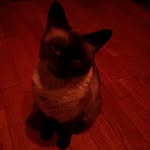 Sean Caffrey - @chadchimp - Instagram