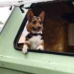 Zoey, Sean, Nellie, and Cargo - @thebagginsofbagend - Instagram