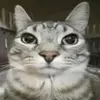 meme cat official - @seanconstantin18 - TikTok