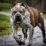 Sean Core White - @whiteseancore - Instagram