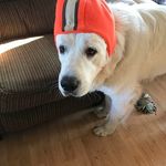 Sean Corsi - @seancorsi - Instagram