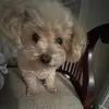 sean - @seandancerr - TikTok
