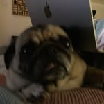 Sean Davy - @meh.steezo - Instagram