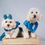 Duchess Sean   |   Duke Dibs - @seananddibs - Instagram