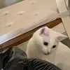 sean.gaspar25 - @sean.gaspar25 - TikTok