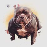 Sean Gregory - @paradisebullieshawaii - Instagram