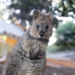 Sean Guo - @quokka_saurus - Instagram
