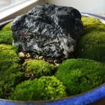 Sean Guo - @bonsai_guo - Instagram