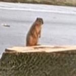 Sean H - @seanharbinger12344 - Instagram