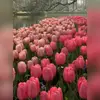 seanhatfield95927 - @seanhatfield95927 - TikTok