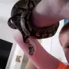 Sean Herring - @countryreptiles - TikTok