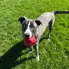 Sean Herron - @seanandthefurcrew - TikTok